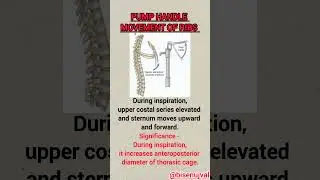 Pump handle movement of ribs #presentation #medical
