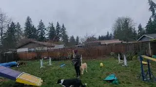 Paris' Redbone Coonhound Agility Foundation - Jump grid collection 12.5.25