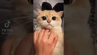 КОТ 😍