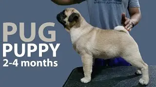 KEEPING UP WITH THE PUGLITOS | PUG PUPPIES TRAINING AND ACTIVITIES FROM 2-4 MONTHS