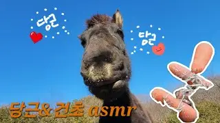 당근&건초asmr(짧음) (Carrot&alfalfa asmr)