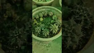 Seed Grown Cactus. #cactus #cactuscare #cactusmania #garden #gardening #plantas #plantsofindia