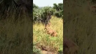 UGANDA ZAABU LABA EBISOLO  W'EBIJEYAGALIRAMU!!
