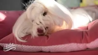 GROOMING: Maltese Face Grooming Dolce How to clean a Maltese Face 말티즈미용 Emma Lee Cello