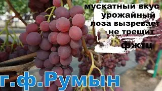 Виноград Лидчины. г.ф.винограда -Румын. Сезон 2025г.