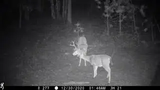 Big buck pictures on trail camera