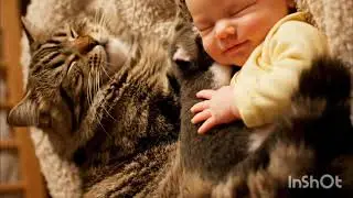 &ldquo;Loyal  grayCat Brings Her Kitten to Sleep Beside the Baby &mdash; Pure Love ❤️ #cat&rdquo;