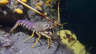 Scuba Diving in Ireland? anything to see?