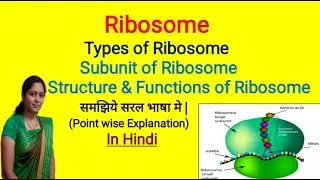 Ribosome | Definition, structure, Function | Prokaryotic and Eukaryotic Ribosome | In Himdi