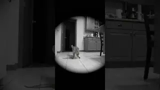 Cat Returns Home With a Snake &ndash; CCTV Footage #ipcamera #animals