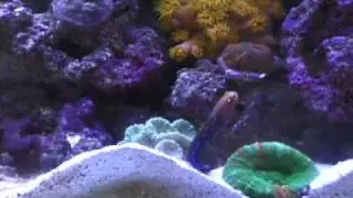 Angelo, The Blue-Spotted Jawfish