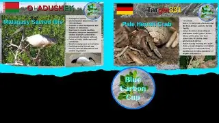 Играю Blue Carbon Cup - турнир с уникальными картами [Age of Empires 2]