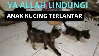 YA ALLAH LINDUNGI ANAK ANAK KUCING INI 7 BOCIL TERLANTAR #cat #kucingliar 