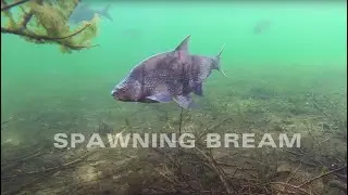 Spawning Bream