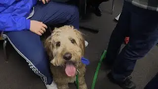 School therapy dog de-stresses high schoolers