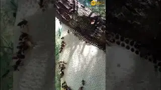 Perburuan Madu Pegunungan: Kang Rohman Menaklukkan Sarang di Puncak Sunyi #honeybeesting #apiterapi