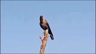 Wildlife photography in my local reserve. Crow sound.