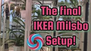 IKEA Milsbo Setup for Vandacious Orchids
