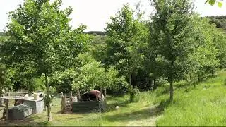Kays Pig and Chook Forage Paddock