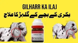 Bakri k Gilharr ka Ilaj || بکری کے بچے کے گلہڑ کا علاج
