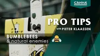CANNA PRO TIPS Bumblebees & enemies