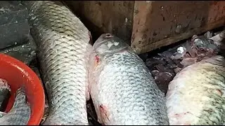 🔴 Live Fish Cutting ASMR | Fresh Seafood Processing from Market | For USA & Europe Viewers