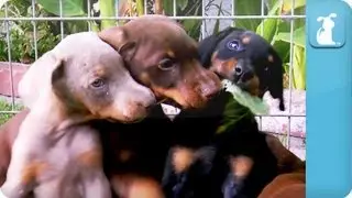 Doberman Puppies - Puppy Love