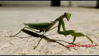 Survival food - Grasshopper