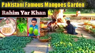 Most Famous Mangoes in Pakistan | Rahim Yar Khan mangoes garden