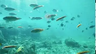 Snorkeling | Sunscape Cura&ccedil;ao Resort, Spa & Casino!