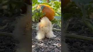 Baby chicks are exploring the pumpkin patch🎃 #gardening #chicken #homestead #freerangechickens