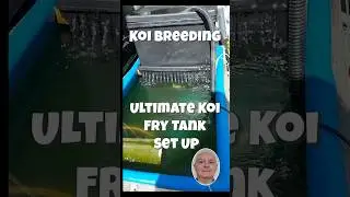Easy Koi Fry Tank Setup That Actually Works #shorts #koibreeding #filtration
