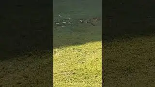 Dragon fly mating.