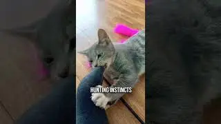 😨Why Cats Give Gentle Love Bites 😻💖