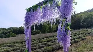 Lav farma - Visoko / Lavender Farm 🪻