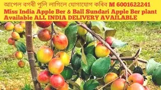miss india apple ber & Ball Sundari Apple Ber plant ASSAM TEZPUR 