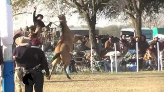 Broche de Oro en Noetinger - El Mundial de la Jineteada 174