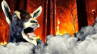 Wild FIRE Smoke! 🔥  Tips for goats and livestock in bad smokey air conditions