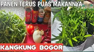 NANEM KANGKUNG DI BELANDA PANEN SAMPE PUAS MAKANNYA.