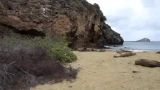 sea lions on punta pitt 1