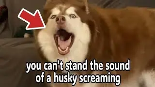 Husky STOP !!!! 🤬SOUND YOU DRAMATIC CRAZY😱😱😱#husky #funny #dog 