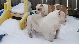 Bully Puppies From One Of The Most EXTREME Pocket American Bully Studs In The World Gotti