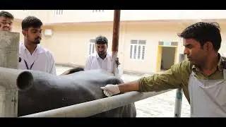 R R VETERINARY COLLEGE, RAJASTHAN