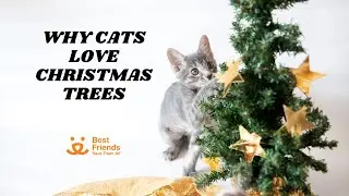 Do you know why #cats LOVE #christmas trees?!