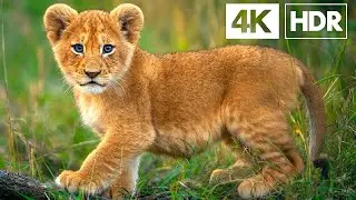 Baby Lions in 4K: From Playful Paws to Future Kings | Scenic Relaxation Film
