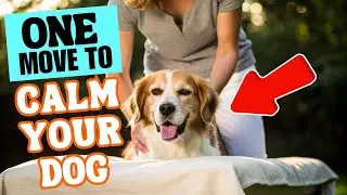 How to Calm Down An Overly Excited Dog 🐶😱
