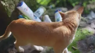 Lost Orange Cat.