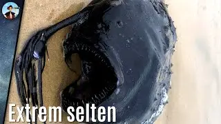 Legend&auml;re Tiefsee-Kreatur an Strand angesp&uuml;lt! Was ist es?