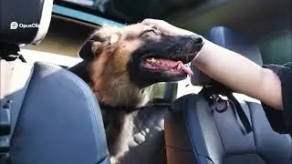 See Dog Car Seat Cover Review | Waterproof Back Seat Protector with Hammock Design