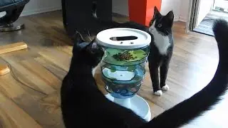 CATIT toy Labyrinth - Antan and Boxer - Cat&acute;s playing with the Feedingmachine - Fressnapf